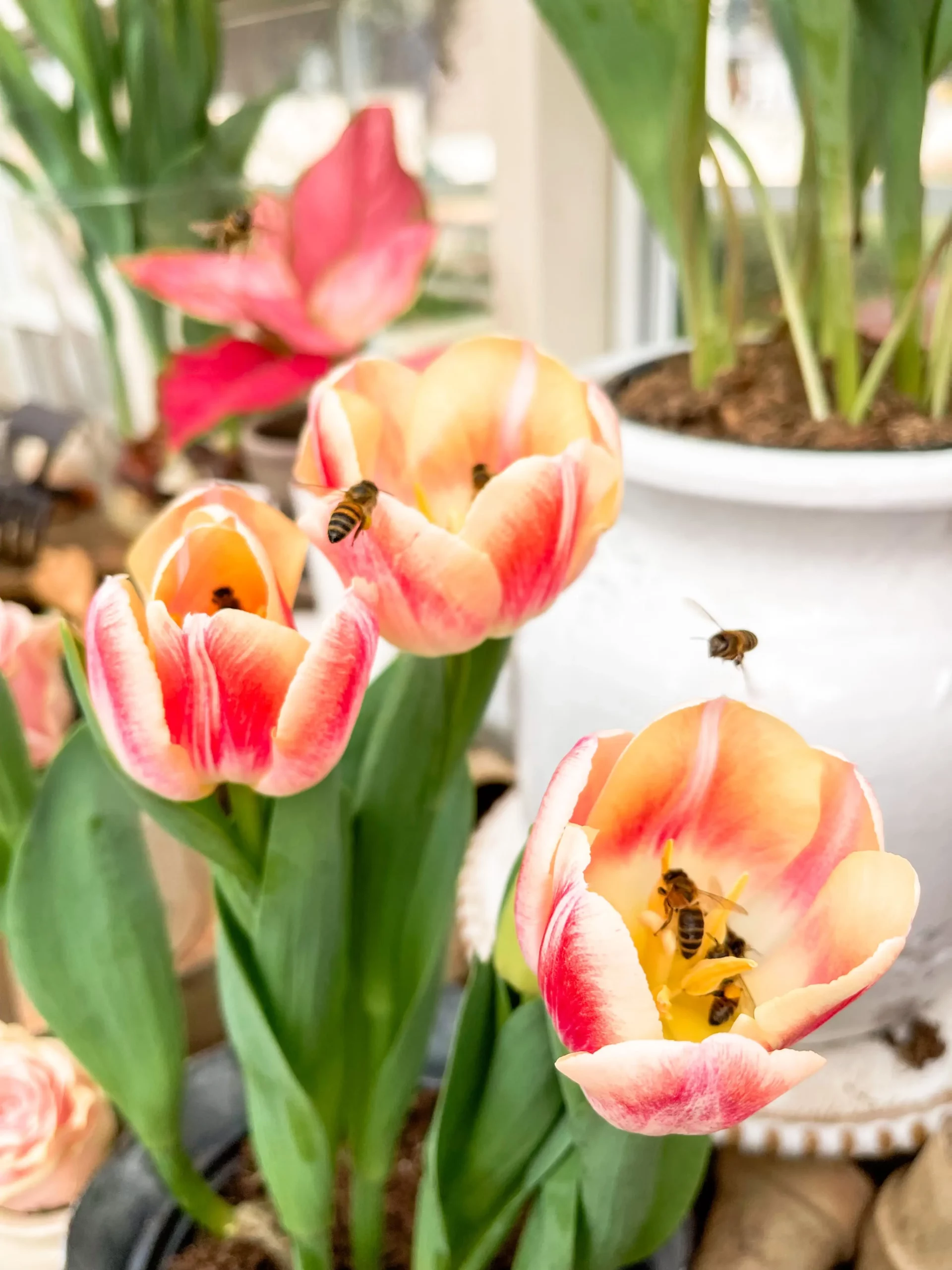 attracting pollinators to your garden